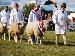 Moreton Show Sheep Parade in the Cotswolds
